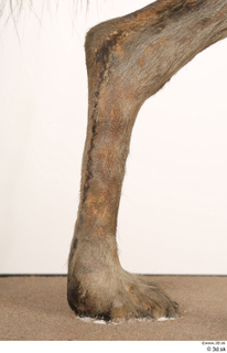 Striped Hyena Hyaena hyaena leg 0009.jpg